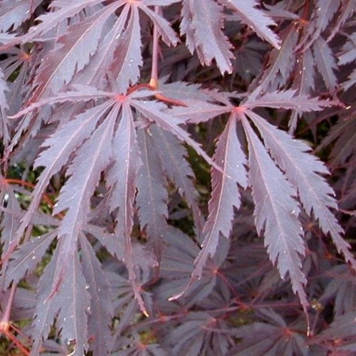 Acer Burgundy Lace - 25Ltr - Image 2