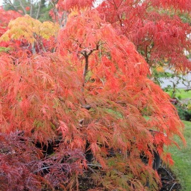 Acer palmatum dissectum Flavescens - Image 2