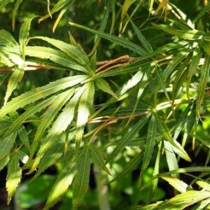 Acer scolopendrifolium, Japanese Maple - Pb60
