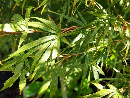 Acer scolopendrifolium, Japanese Maple - Pb60