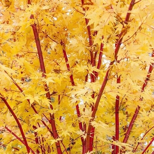 Acer Senkaki - Pb18 - Image 2