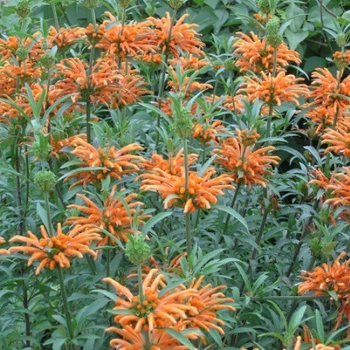 Leonotis leonurus, Lions Tail - Pb6.5 - Image 2