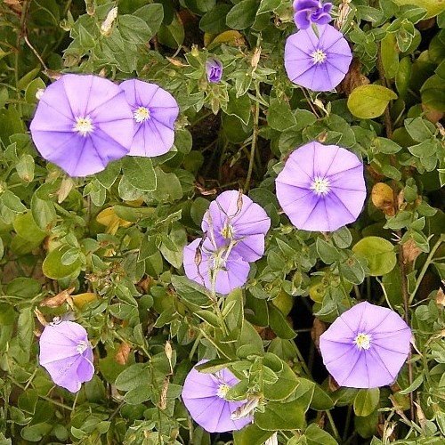Convolvulus mauritanicus - 0.5L - Image 2