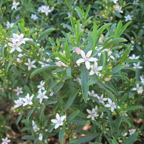 Eriostemon m. Bournda Beauty - pb6.5 (20/30) - Image 2