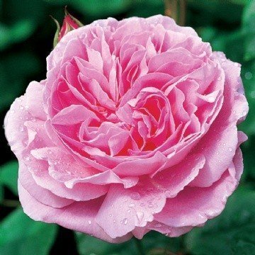 Rose Mary Rose (Austin bush rose)