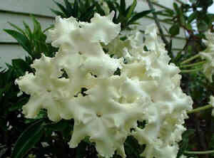 Brunfelsia White Caps - 3Ltr