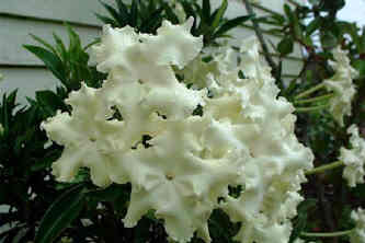 Brunfelsia White Caps - 3Ltr