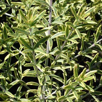 Westringia Highlight, Coastal Rosemary - Pb5 (25/30)