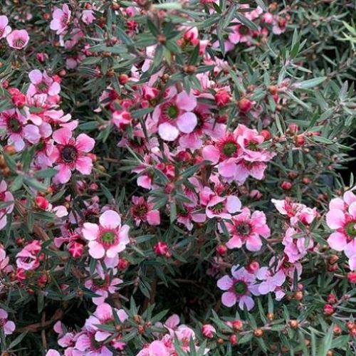 Leptospermum Wairere Falls, Manuka - Pb5