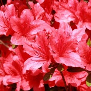 Azalea Miss Suzie