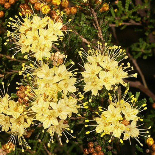 Phebalium glandulosum, Desert Phebalium - Pb6.5 - Image 2