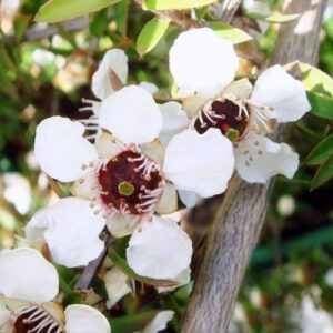 Leptospermum Mahinepua, Manuka - 2Ltr