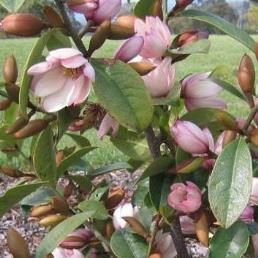 Magnolia Fairy Blush - Pb40