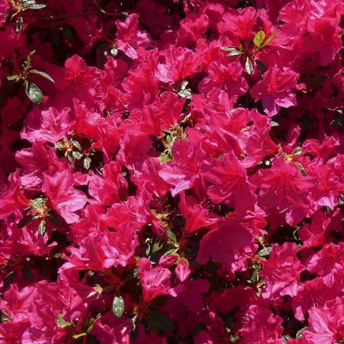Azalea Glamour Girl - 1.25Ltr