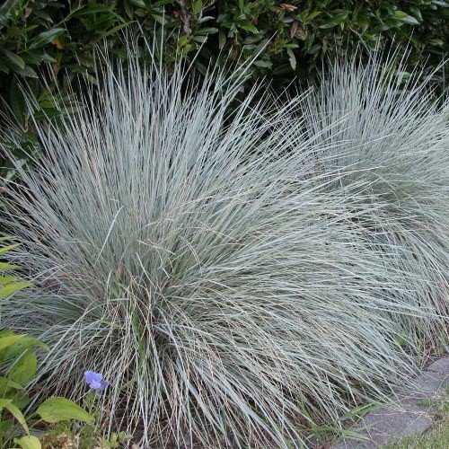 Helictotrichon sempervirens, Blue Oat Grass - Pb5 - Image 2