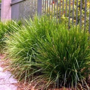 Lomandra l. Lime Tuff - Pot (20/30)