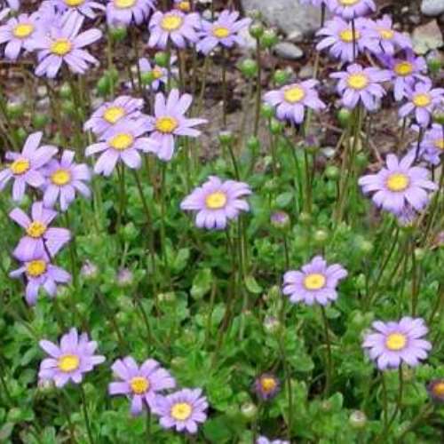 Felicia Pink Star - pb6.5 (20/30) - Image 2
