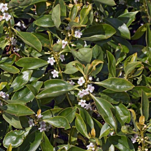 Myoporum laetum, Ngaio - Pot