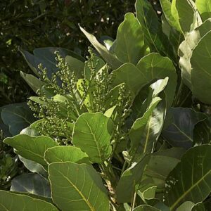 Meryta sinclairii, Puka - 35Ltr