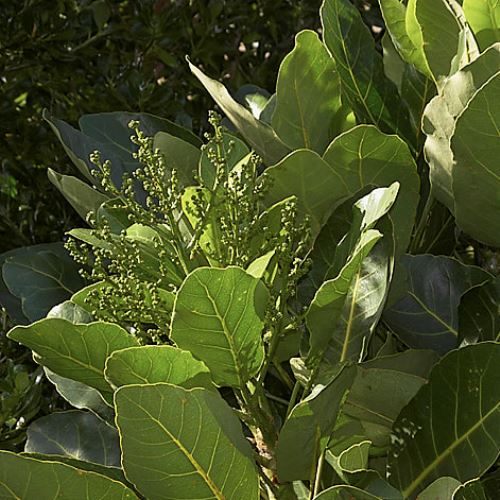 Meryta sinclairii, Puka - 35Ltr