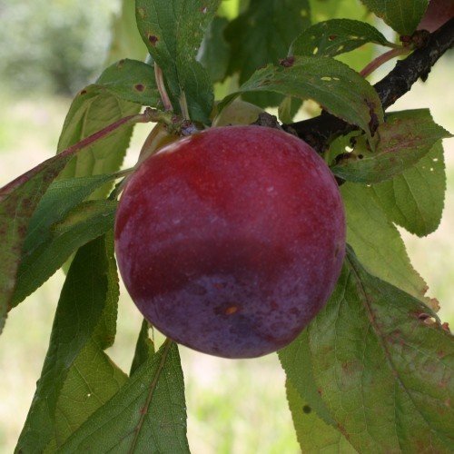 Plum Purple King - Pb18 - Image 2