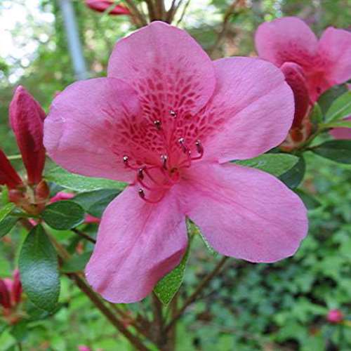 Azalea Constance - 1.25Ltr - Image 2
