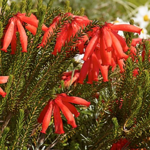 Erica cer. Red - pb6.5 (20/30) - Image 2