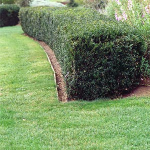 Buxus sempervirens - Pb12/8Ltr