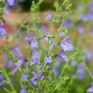 Salvia African Sky