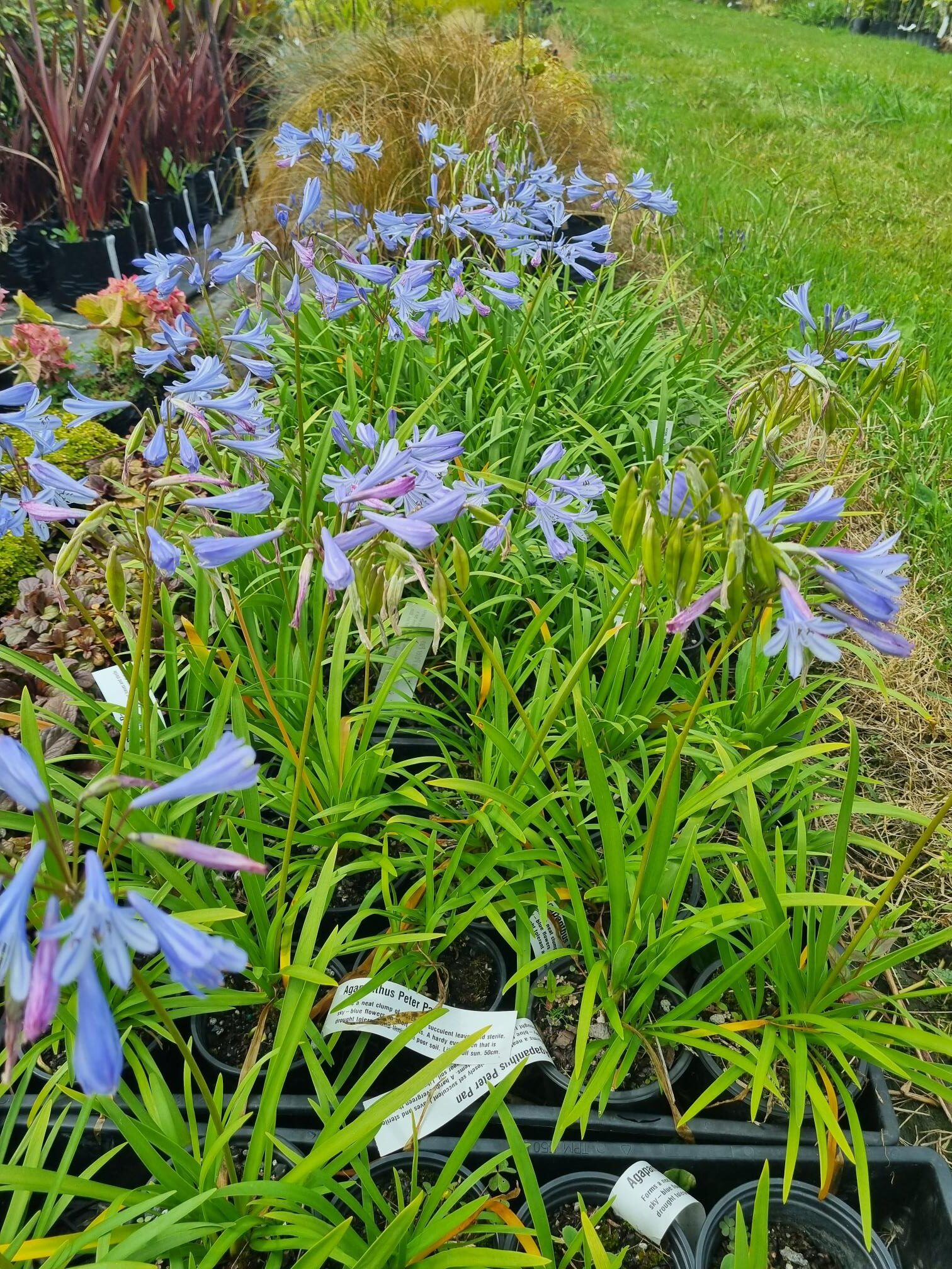 Agapanthus Peter Pan - 1Ltr - Image 3