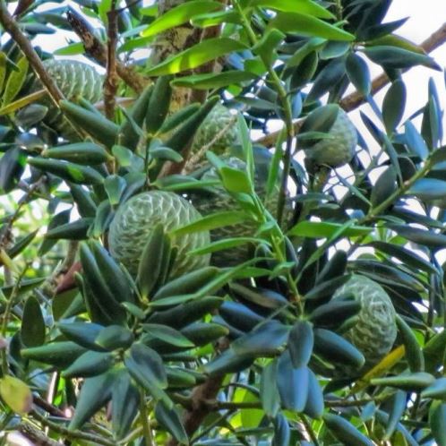 Agathis robusta, Queensland Kauri - 35Ltr - Image 2