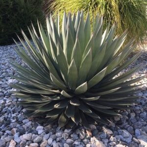 Agave Blue Ember - 2.5Ltr