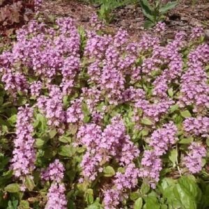 Ajuga Pink Elf, Bugleweed - 1.4Ltr