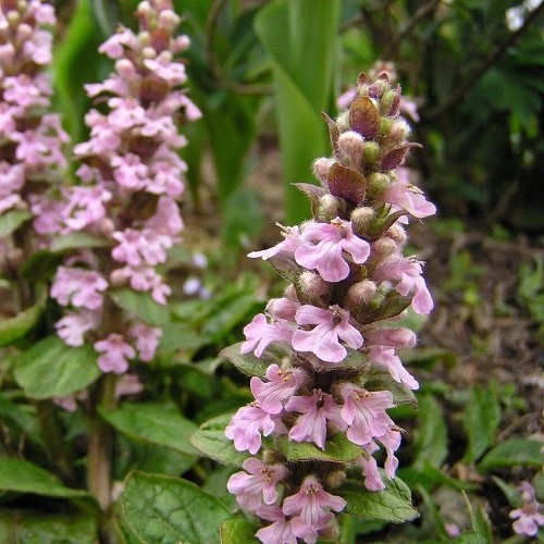 Ajuga Pink Elf, Bugleweed - 1.4Ltr - Image 2
