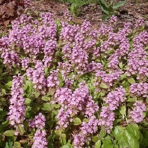 Ajuga Pink Elf, Bugleweed - 1.4Ltr