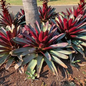 Alcantarea imperialis