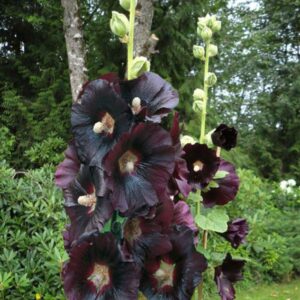 Alcea  Ebony Towers
