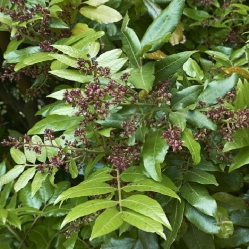 Alectryon excelsus, Titoki - 25Ltr - Image 2
