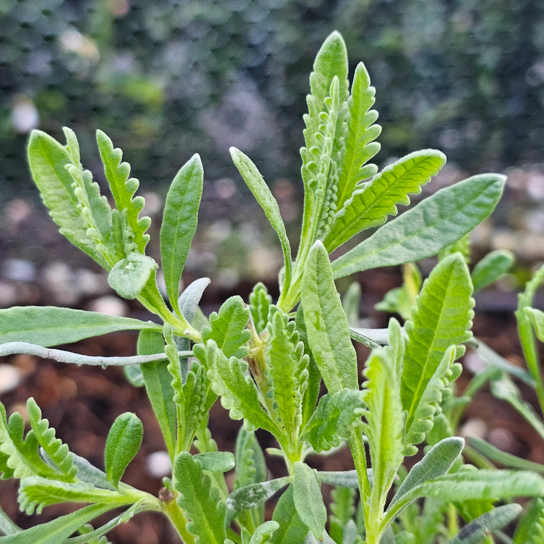 Lavandula allardii - Image 2