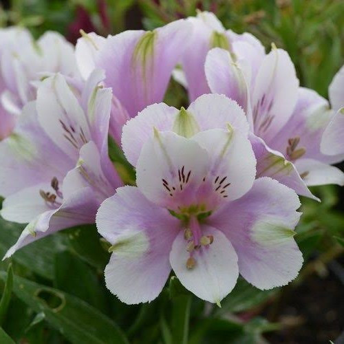 Alstroemeria Inticancha Moon, Peruvian Lily - 2.5Ltr