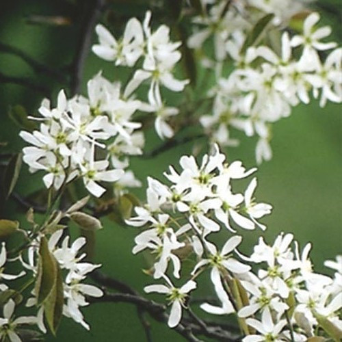 Amelanchier canadensis, Shad Bush - Pb28 (2m/2.5m) - Image 2