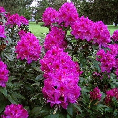 Rhododendron Anah Kruschke - 3.5Ltr - Image 2