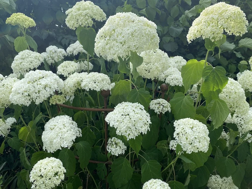 Hydrangea Annabelle - Pb5/Pb6.5 (30/40)