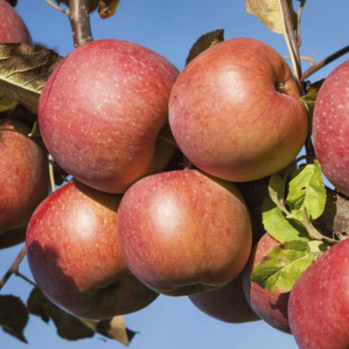 Apple Braeburn - Espalier 25ltr - Image 2