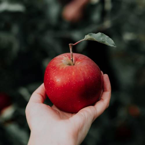 Apple Hand Square 500.jpg Apple Triple Braeburn/Royal Gala/Splendour