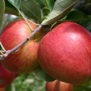 Apple Roy's Pearl