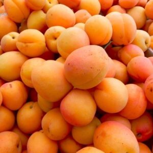 Apricot Castlebrite - 25ltr Large Grade Espaliered