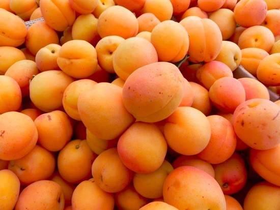 Apricot Castlebrite - 25ltr Large Grade Espaliered