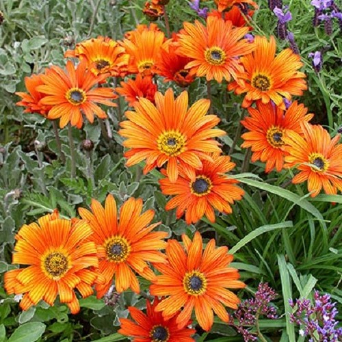 Arctotis x Fireball, African Daisy - 1.4Ltr - Image 2