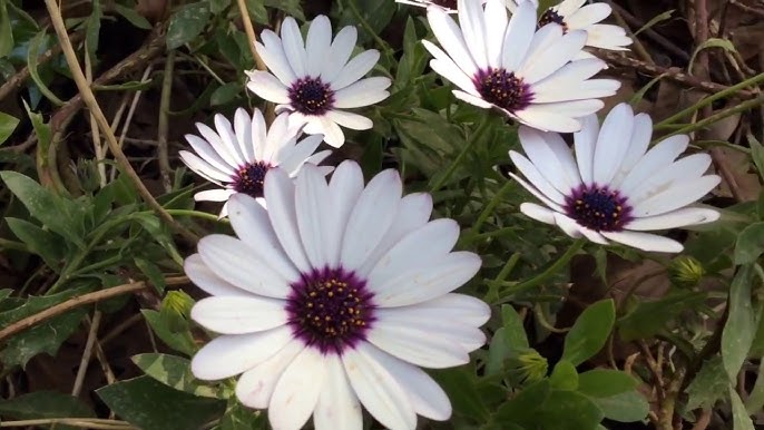 Arctotis x White, African daisy - 1.5L - Image 2